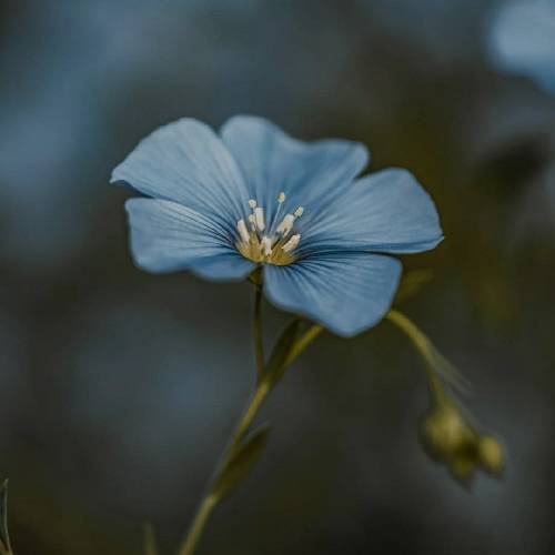 سپهر خلسه بین اُل